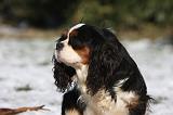 CAVALIER KING CHARLES 534
